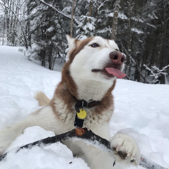 Meet your Posher, Brennan - Picture 2 of 2